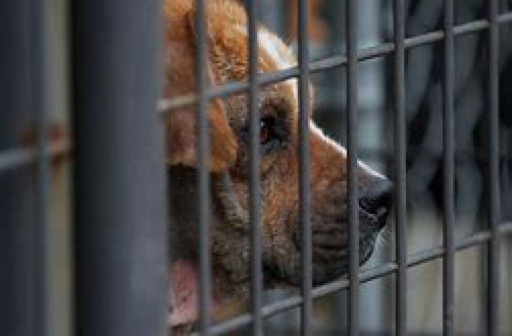 Prosecution for running a home dog boarding business without a license image